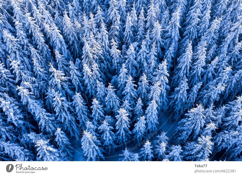 #Winter forest Snow Ice White Cold Nature Forest trees Blue Love of nature