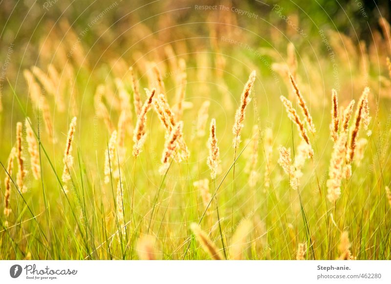 When the light finds you Nature Plant Grass Marram grass Meadow Natural Beautiful Wild Yellow Green Contentment Idyll Attachment Blur Colour photo Multicoloured