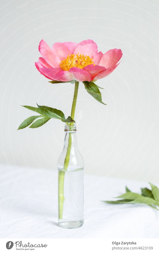 Pink Royal Peony Flower on White Table. pink peony flower royal table white vase Still Life Minimalistic one spring Beautiful