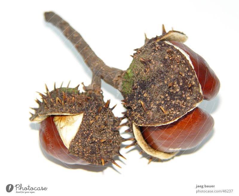 Chestnut in dress Autumn Unfolded Chestnut tree Bowl Thorn Twig Dried Close-up jaeg
