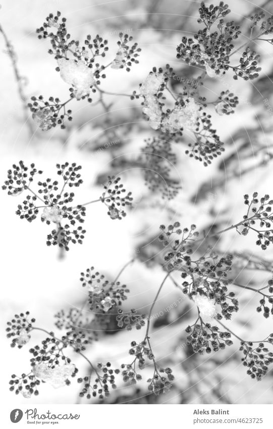Yarrow in the snow Snow Ice Winter Frozen Cold Freeze Exterior shot black-and-white Nature Deserted Plant Winter mood Frost chill