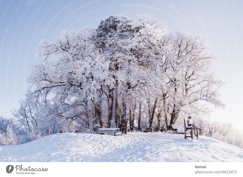 Iced trees on a peak and statue Winter Winter mood Winter's day winter Snow snow-covered Tree snow-covered trees Hill Peak Bench Statue Hohenstaufen Kaiserberge