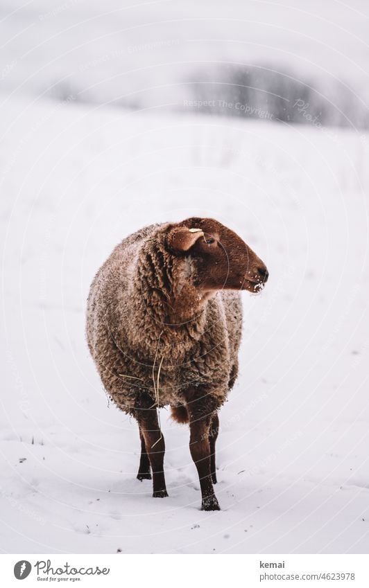 Brown sheep in snow Sheep Snow Winter winter Cold White snow-covered Snowscape Snow layer Stand To feed pretty country Country life Rural Agriculture Wool Wooly