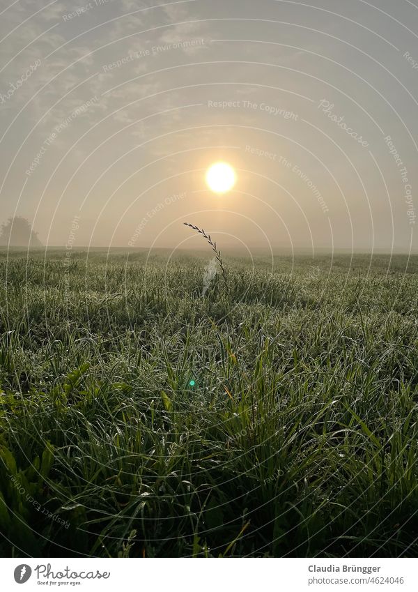 Meadow in sun and fog Fog Morning Sun Landscape Autumn Exterior shot Back-light Nature Deserted Sky Colour photo Plant Field Grass Beautiful weather Calm Lonely