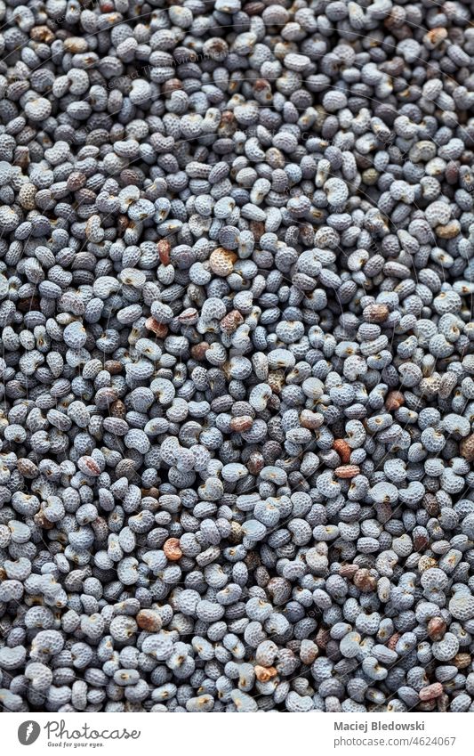 Extreme close up of blue poppy seeds, selective focus, natural abstract background. oilseed food healthy nutrient ingredient many wallpaper textured dried raw