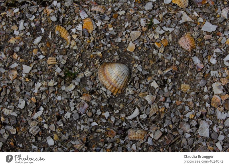 Shell path with single whole shell Mussel off texture structure Nature conch shells by oneself fragments shards Detail Brown naturally background Pattern Rough