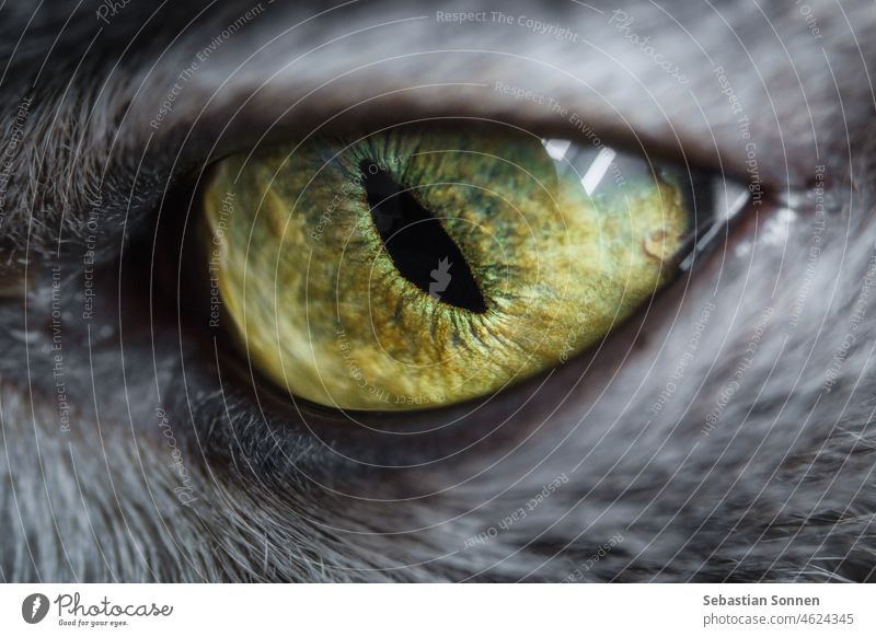 Detail of an eye of a gray furry cat Eyes Cat Close-up macro Pelt Gray Yellow feline pretty Head Domestic Cat eyes Vision Animal background kitten Face
