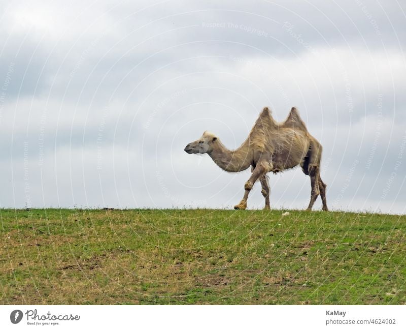 Lateral view of a single Bactrian camel, Camelus bactrianus, in a meadow. Animal Mammal one laterally side view Copy Space Exterior shot Dromedary Day