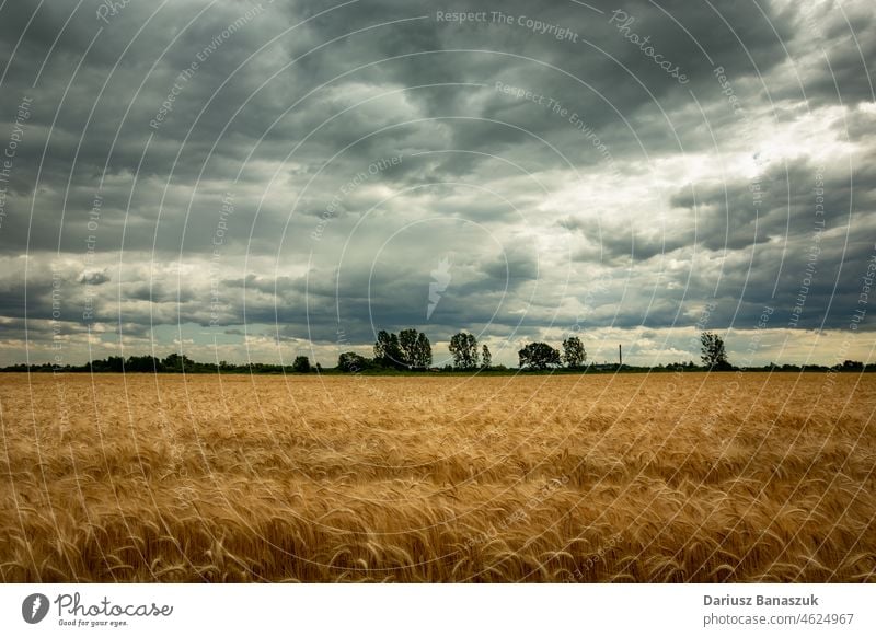 Grain field and dark clouds on the sky wheat weather nature cloudscape landscape summer storm agriculture grain farm cereal environment crop rural yellow