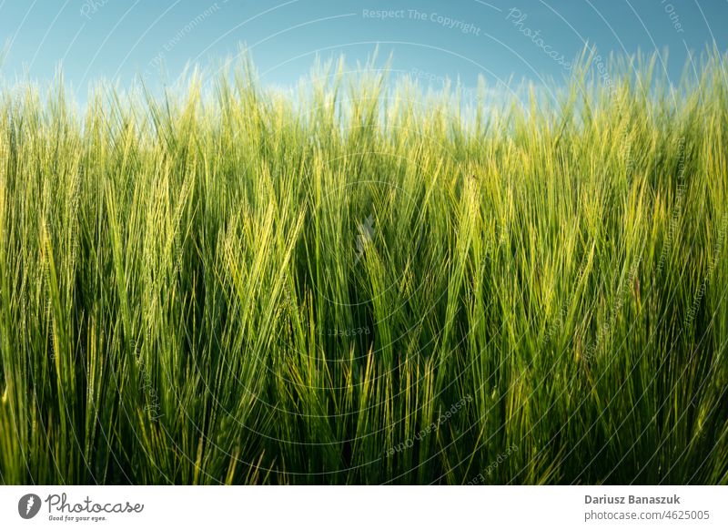 Green barley ears and a fragment of the blue sky green closeup cereal plant growth crop field nature agriculture farm season grain rural countryside natural