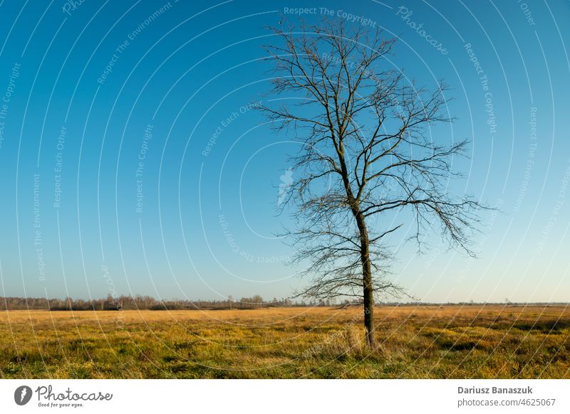 Tall tree without leaves on the meadow autumn background big blue branch countryside day ecology environment field grass land landscape large leaf leafless