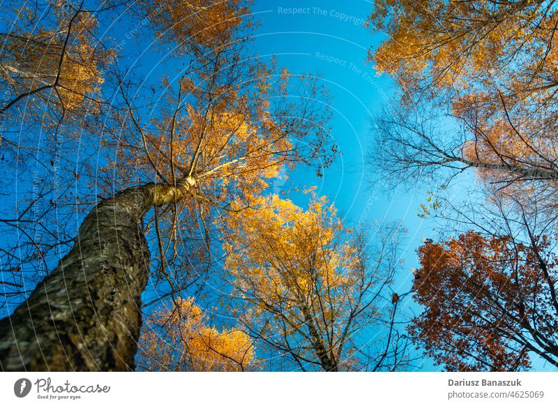 Crowns of autumn trees seen from below angle background birch blue bright canopy colours crown day deciduous environment fall foliage forest heaven high