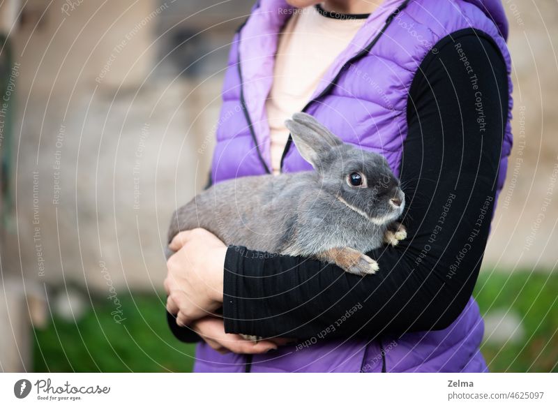 The girl with the rabbit. Woman holding cute fluffy Bunny. Friendship with Easter Bunny. Spring photo.Close up Girl hands bunny bunny rabbit Gray grey holiday