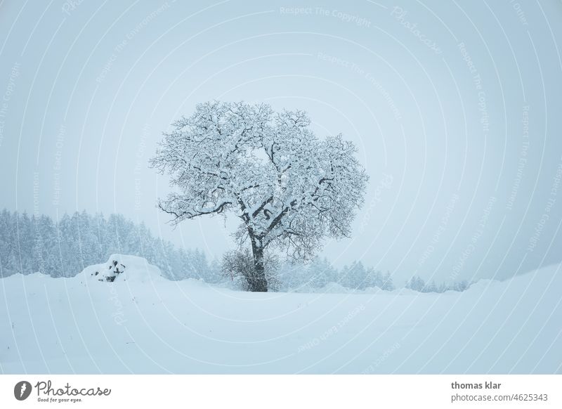 Snow-covered tree Tree Winter Fog Landscape country Cold Ice Nature Frost Exterior shot