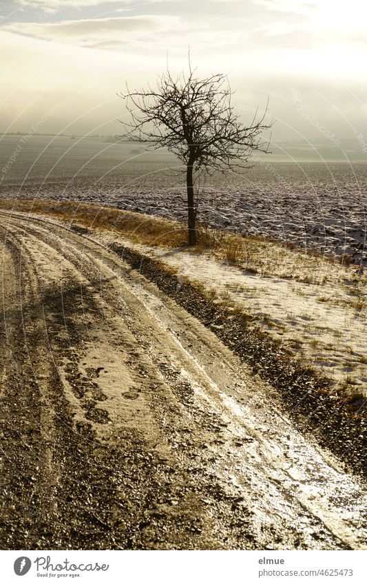 lightly snow-covered field with a dirt road on which the sun is reflected in the thawing ice, footprints become visible and a small bare tree forms the connection to the horizon lying in the dull light