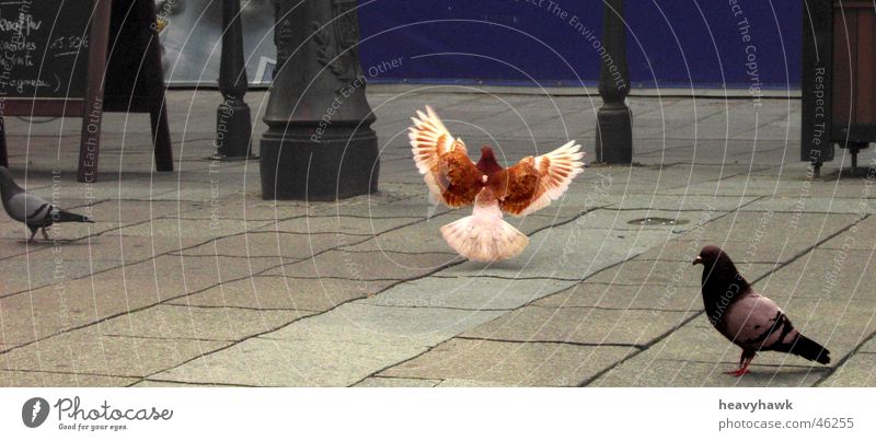 Flying Hero Pigeon King Places Strasbourg Buzzard Dove Tile