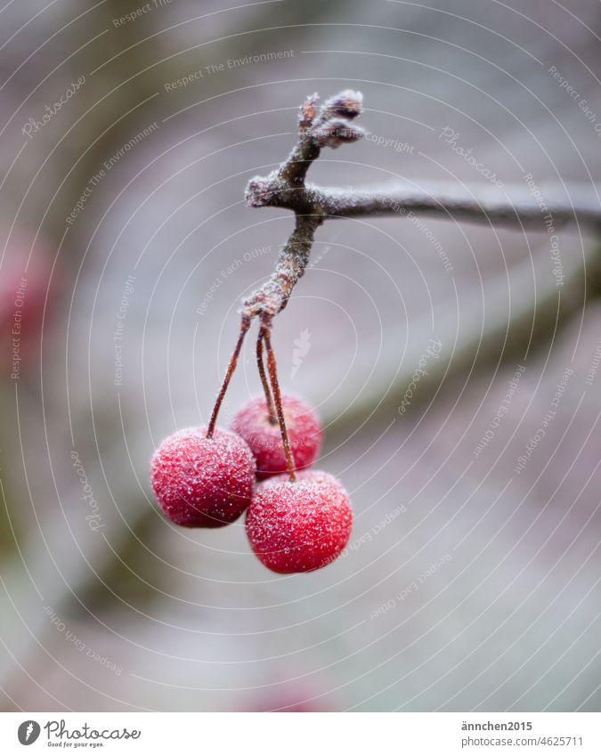 Three small red ornamental apples covered with frost hang on a branch Branch Winter Apple Frost Cold chill Tree Nature Frozen Hoar frost Winter mood