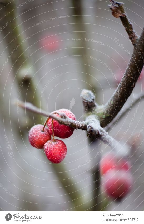 small red ornamental apples decorated with frost hang on a branch Winter Frost Snow Nature Tree Cold Hoar frost Freeze Frozen Branch Deserted Garden