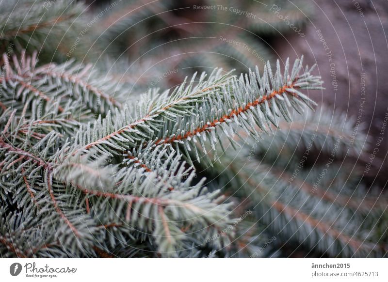 Fir display with frost on it Fir tree Winter Christmas Frozen Frost Snow Cold December Nature Forest White Green fir tree Christmas & Advent Christmassy Seasons