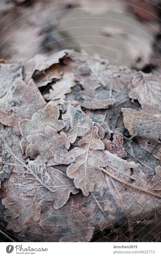 brown leaves covered with frost foliage Brown Autumn Winter Frost Cold Frozen Garden Forest Nature Close-up Hoar frost Seasons