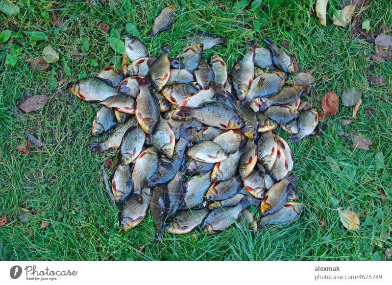 Caught crucians on green grass. Successful fishing. Fresh fish carp. tench catch fin tail food Carassius animal crucian carp Tinca tinca sport competition river