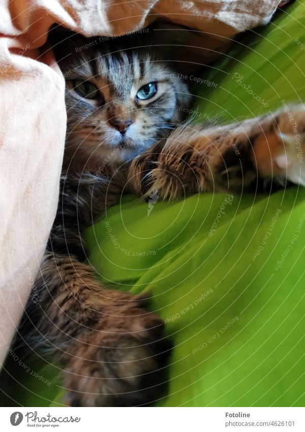 My Maine Coon cat loves to snuggle between blankets. Cat maine coon cat Pelt Fluffy Longhaired cat pets purebred cat Cute Looking Green Cat eyes paws Lie