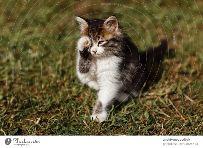 Small cute gray and white kitten walks carefully on green grass. Lovely pet is washed outdoors on summer kitty mammal nature cat baby animal beautiful young