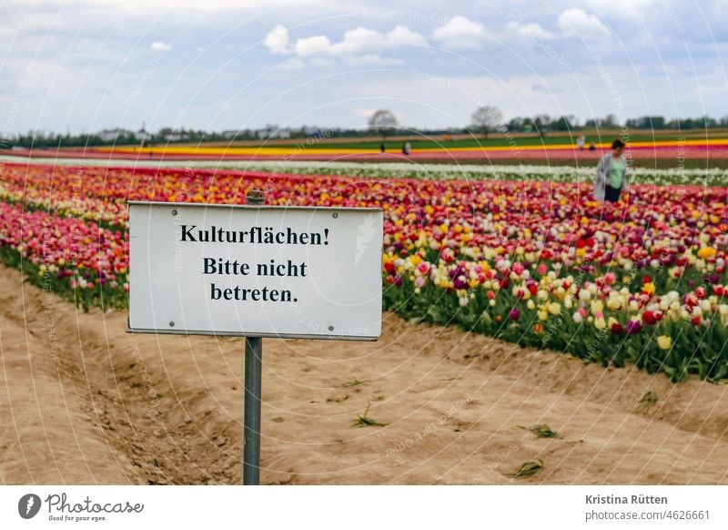 people in tulip field ignore the do not enter sign Tulip field please untrodden Clue tulips cultivated area People Flower field Field flowers Agriculture