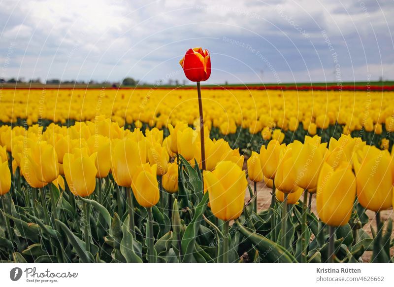 single bicolor tulip sticks out of a yellow tulip field Tulip tulips Tulip field Yellow Red Individual individual differently especially Stick out jutting