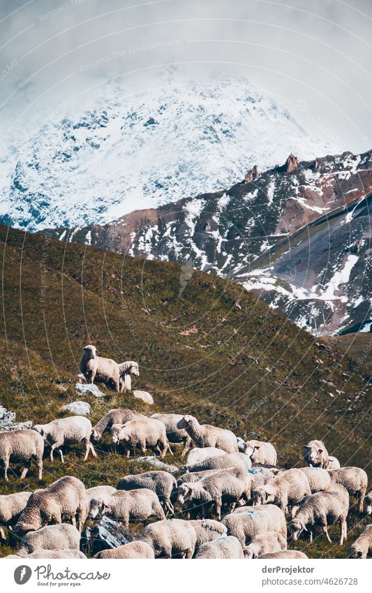 Flock of sheep with snow and with mountains in summer in Savoie 2011 Panorama (View) Deep depth of field Copy Space bottom Copy Space top Deserted Day