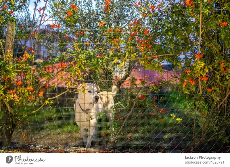 A white dog behind a green fence surrounded by red flowers animal doggy garden house aside doghouse lovely close-up labrador domestic outdoors guard cute pet