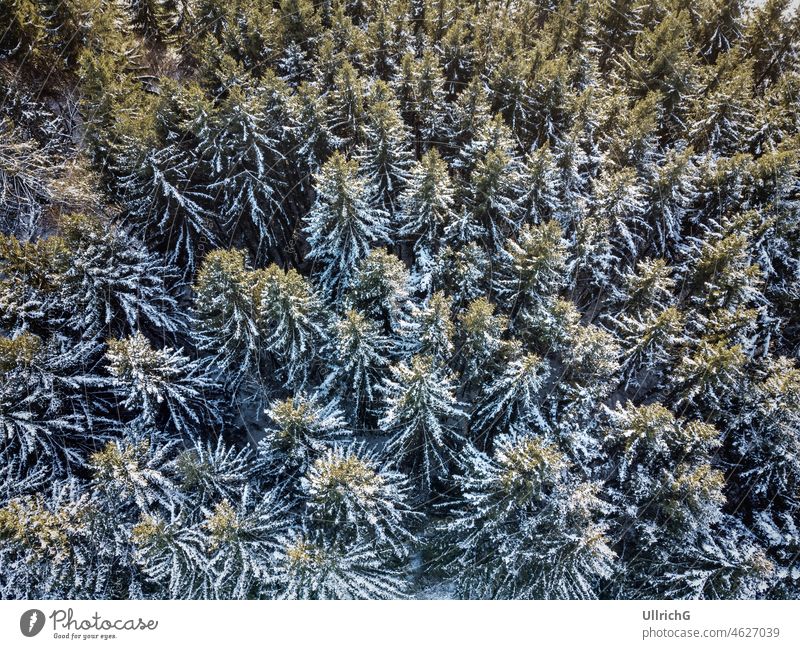 Coniferous Grove Aerial In Winter From A Bird's Eye View forest coniferous forest grove copse plot tree winter snow bird's eye view from above drone view