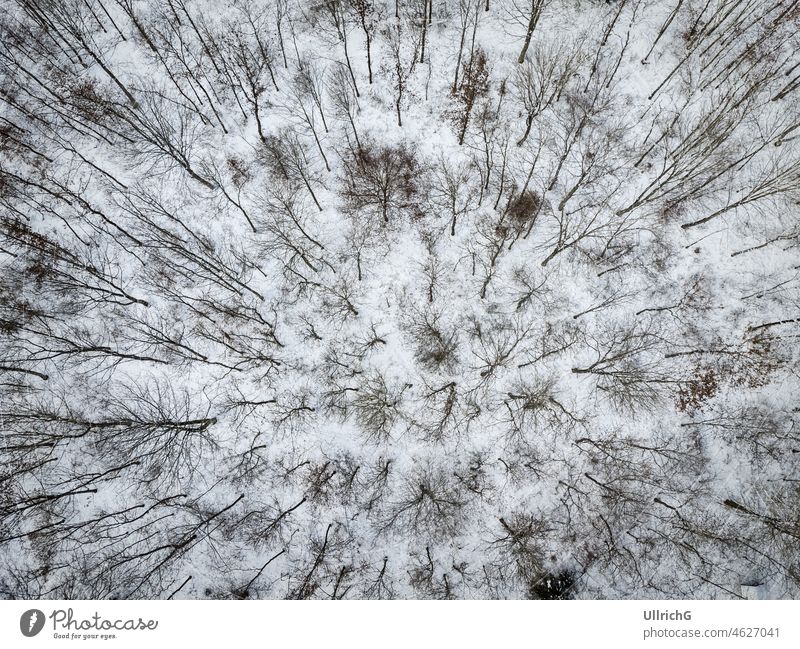 Small piece of deciduous forest in winter from bird's eye view Forest Deciduous forest Clump of trees Tree Deciduous tree Winter Snow Bird's-eye view