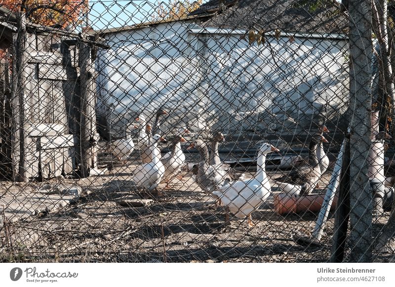 Fenced poultry farm in Hungary geese Poultry poultry breeding Farm Wire netting fence Hut Agriculture Cattle breeding Wire fence livestock farming Farm animals