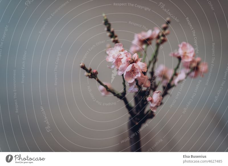 Blossom tree Tree blossoms Pink Spring inside Houseplant Peach tree Peach blossom Gray Close-up Nature Plant Blossoming background daylight Spring fever