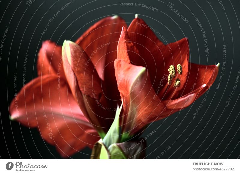 Amaryllis pure / The jump of flowers to the light / Let flowers speak amaryllidaceae Hippeastrum Blossom Flower Red Plant Close-up Pollen Blossoming Pistil