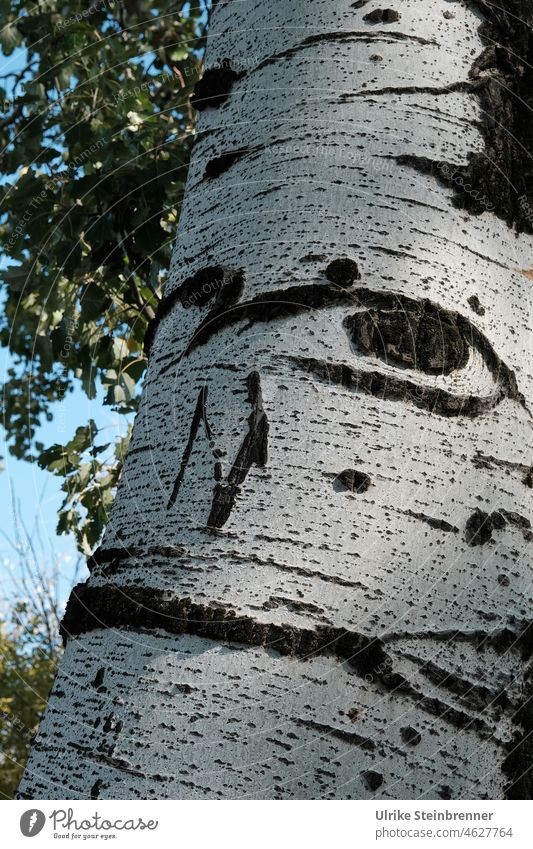 I see you! Birch trunk looks at the viewer with one eye Birch tree Tree trunk birch trunk Wood grain Pattern Eyes Looking White Black Nature