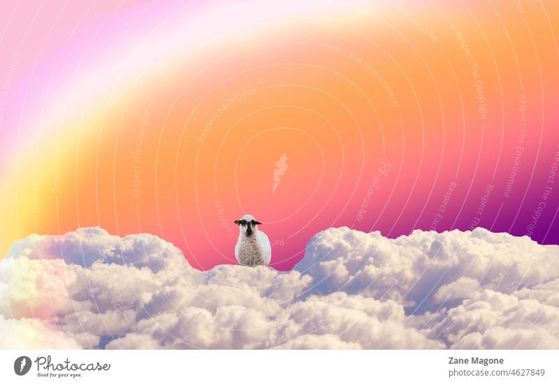 Collage of sheep in clouds and rainbow, dreaming and fantasy concept dreams sleeping colors fantastic surreal Surrealism sky Sky Abstract Fantasy Fantastic