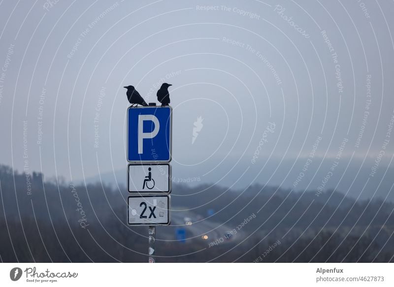 2x Parking lot crow Deserted Exterior shot disabled parking Wheelchair Signs and labeling Disability friendly Mobility Transport Pictogram Signage Road sign