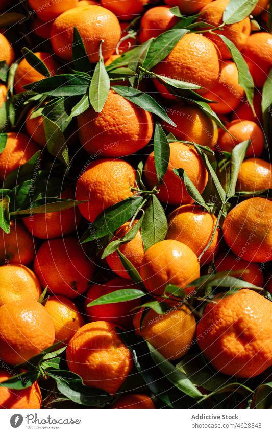 Heap of ripe tangerines in market citrus stack fruit bazaar food stall organic healthy food various color pile production orange leaf background mandarin