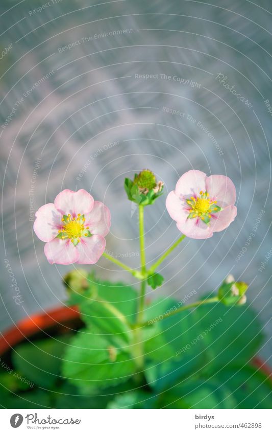 Strawberry blossom in September Lifestyle Style Blossom Agricultural crop Pot plant Blossoming Esthetic Beautiful Green Pink Ease Growth 2 Positive Colour photo