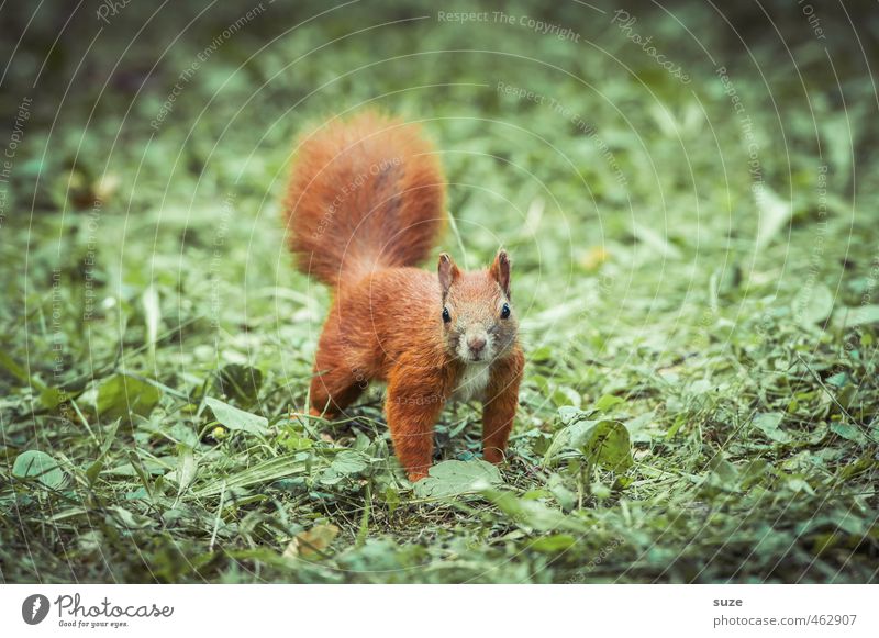 Animal in the red fog Nature Grass Meadow Wild animal 1 Small Curiosity Cute Green Red Rodent Squirrel Pelt Animalistic Colour photo Multicoloured Exterior shot