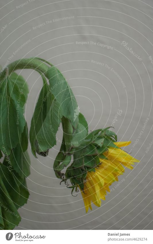 Sunflower Flop Flower flop flaccid wilted Faded Yellow Green indoors Profile Wall (building) Sagging stem bloom Florist plant nature petal floral natural