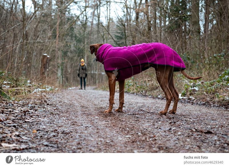 Dog with winter clothes looks to dog owner Winter Sweater dog clothes Walk the dog Nature Pet To go for a walk Landscape ridgeback dress female Forest Wet
