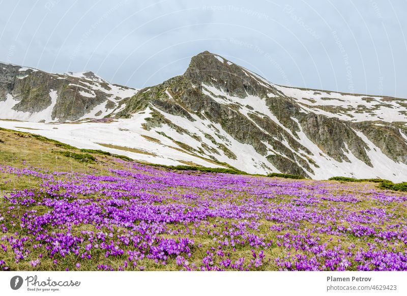 Blooming violet crocuses on a meadow against the backdrop of a high mountain peak with snowy slopes. Spring high mountain landscape. Rila Mountain, Seven Rila Lakes, Bulgaria.