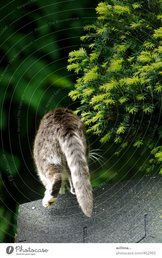 Katzenjammer? Pet Cat Domestic cat Tails 1 Animal Gray Tiger skin pattern Hide Going Jump Tar paper Roof Bushes Conifer Hind quarters Rear view Walking Withdraw