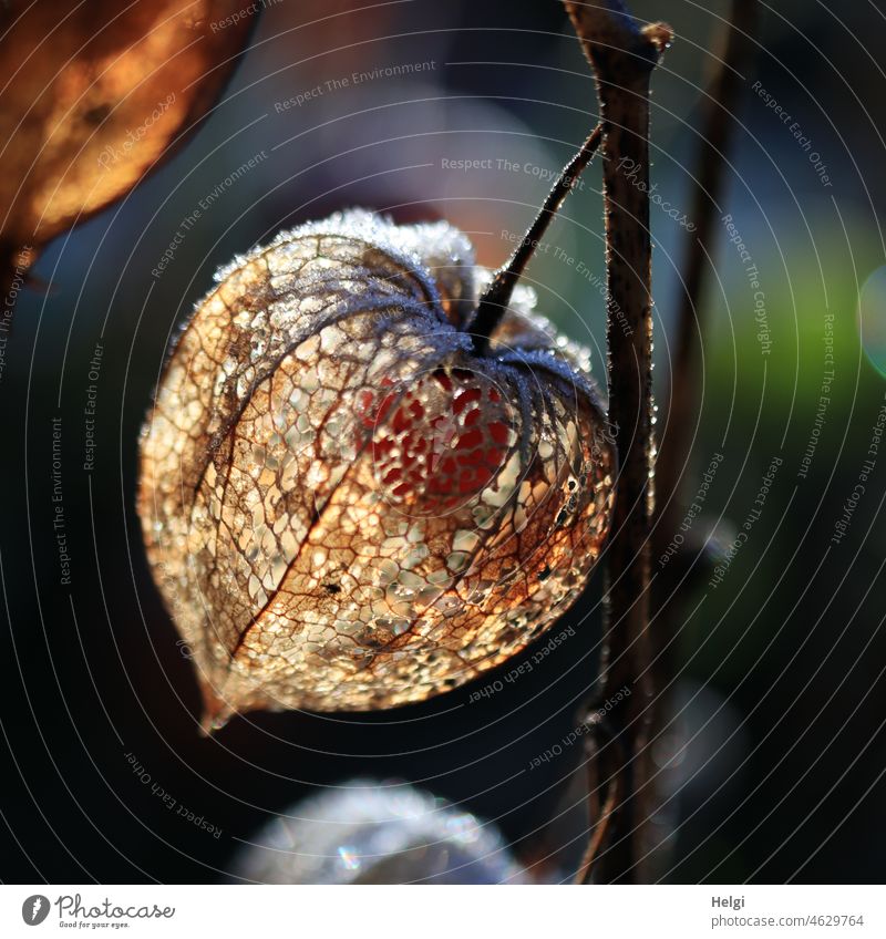 exhausted | shell of a withered physalis in backlight with some hoarfrost Plant Physalis seed stand Sheath Shriveled Back-light luminescent Stalk Deserted