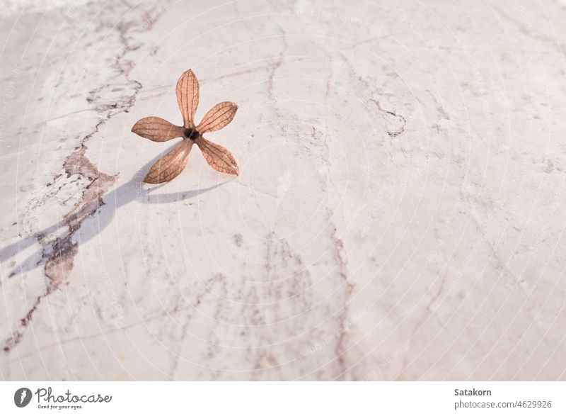 Small and delicate flower backgrounds beautiful blooming close-up day floral light nature object pattern small sunlight surface stone table top texture