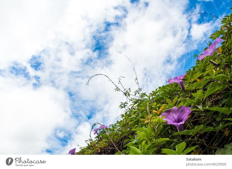 Purple flowers of Ivy plant and blue sky purple nature ivy creeper natural beautiful green color confederate summer colorful leaf outdoor garden tropical cloud