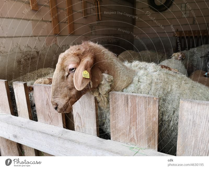 get off scot-free Sheep Wooden fence Gate Pelt Head Sheep shed Flock Narrow limited Looking shorn unshorn little space Fence animals animal welfare